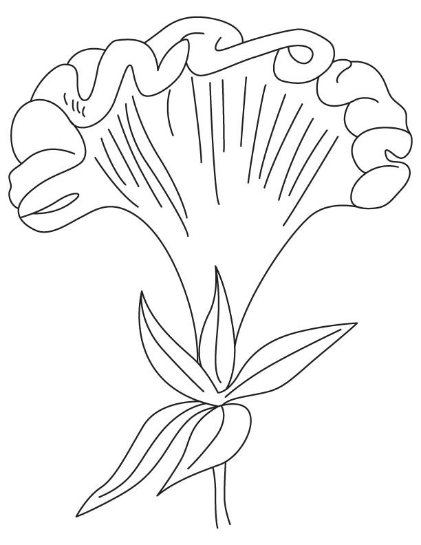 Velvet cockscomb coloring page