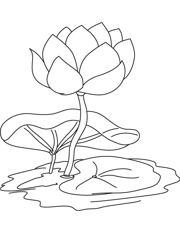 Water lily flower and pad coloring page