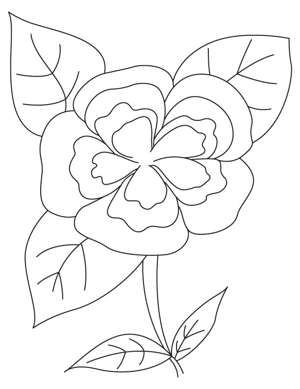 White camellia coloring page