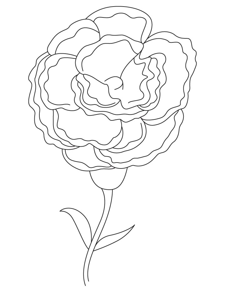 White carnation coloring page