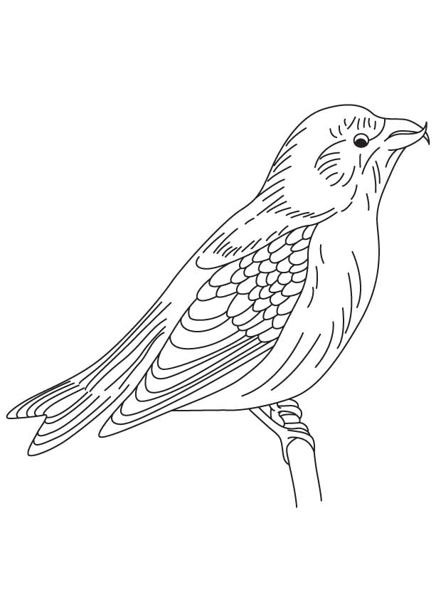 White winged crossbill coloring page