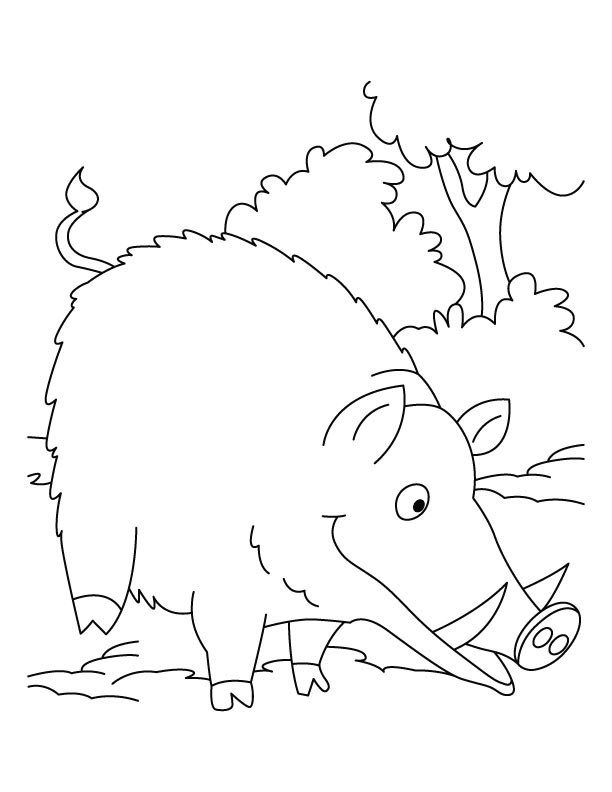 Wild Boar searching food coloring pages