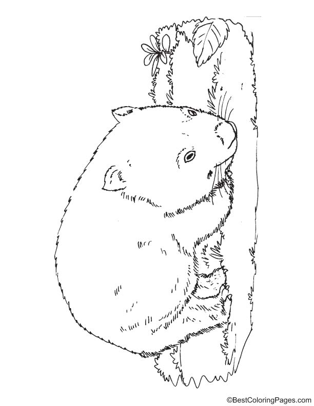 Wombat bear coloring page