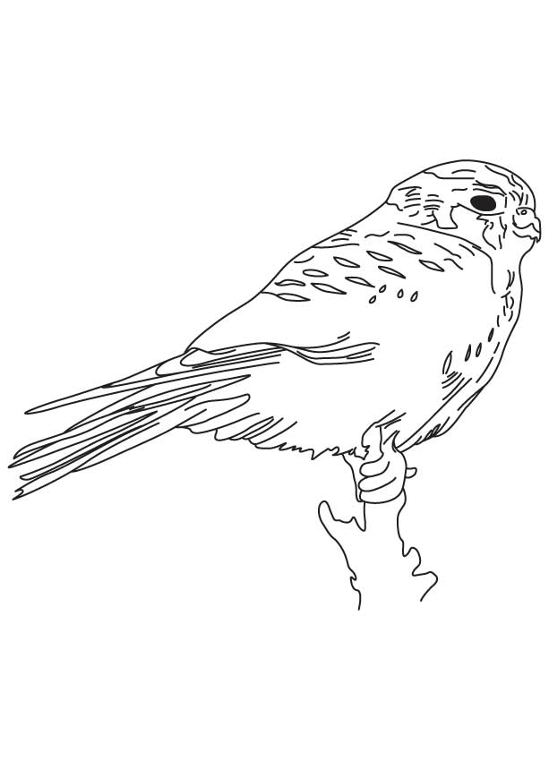 Young kestrel bird coloring page