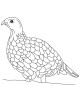 Grouse Bird Coloring Page