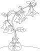 Bell Flower Coloring Page