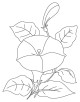 Bindweed flower Coloring Page