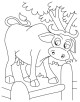 Buffalo Coloring Page