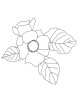 Gloxinia flower coloring page