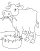 Cows Coloring Page