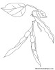 Beans coloring page