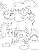 Reindeer Coloring Page