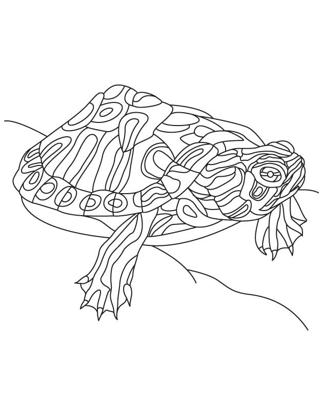 Alabama Red Bellied Turtle Alabama Red Bellied Turtle