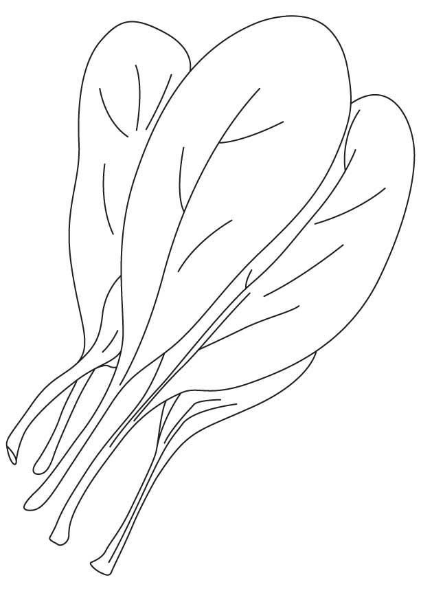 Common spinach coloring page Common spinach coloring page