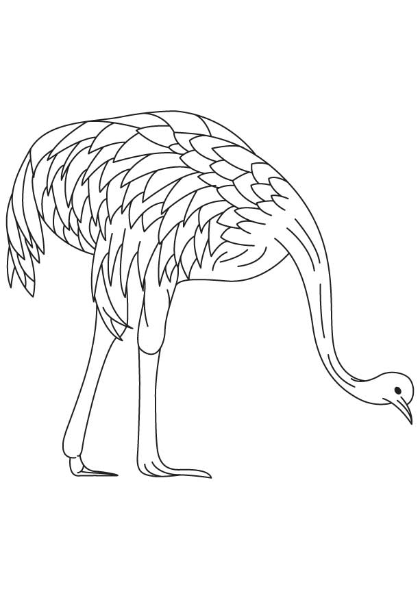 Farmed emu coloring page Farmed emu coloring page