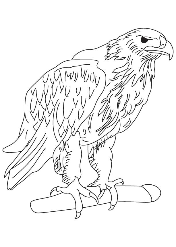 Golden eagle coloring page Golden eagle coloring page