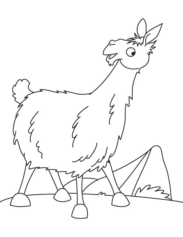 Llama in the field coloring page Llama in the field coloring page