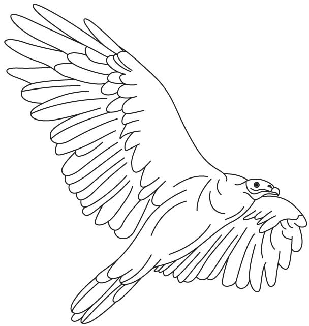 Vulture fly high coloring page Vulture fly high coloring page