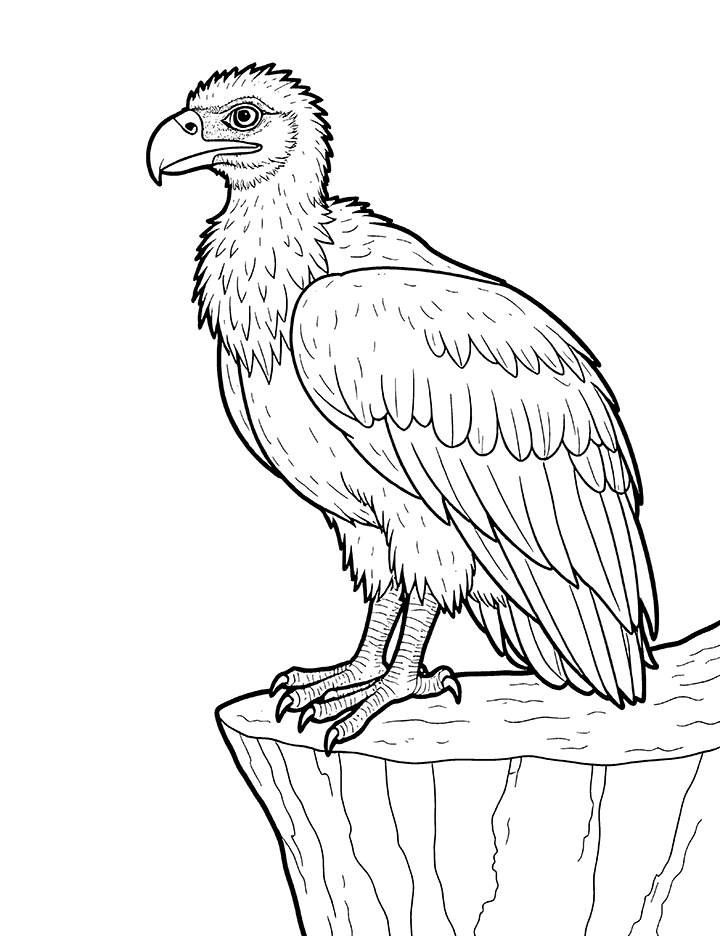 vulture on cliff coloring page vulture on cliff coloring page