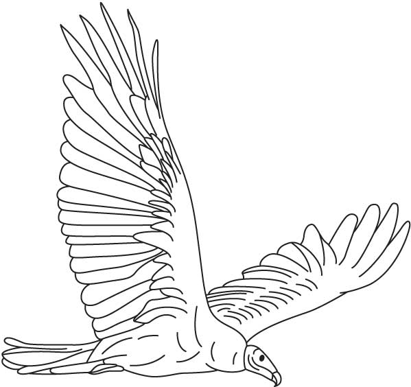 Vulture soaring coloring page Vulture soaring coloring page