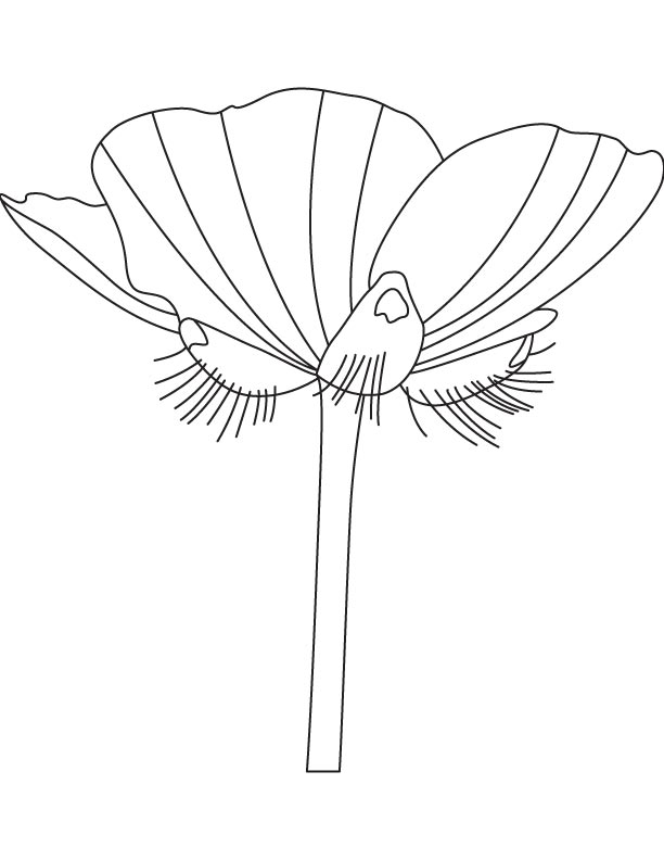 A buttercup flower coloring page A buttercup flower coloring page
