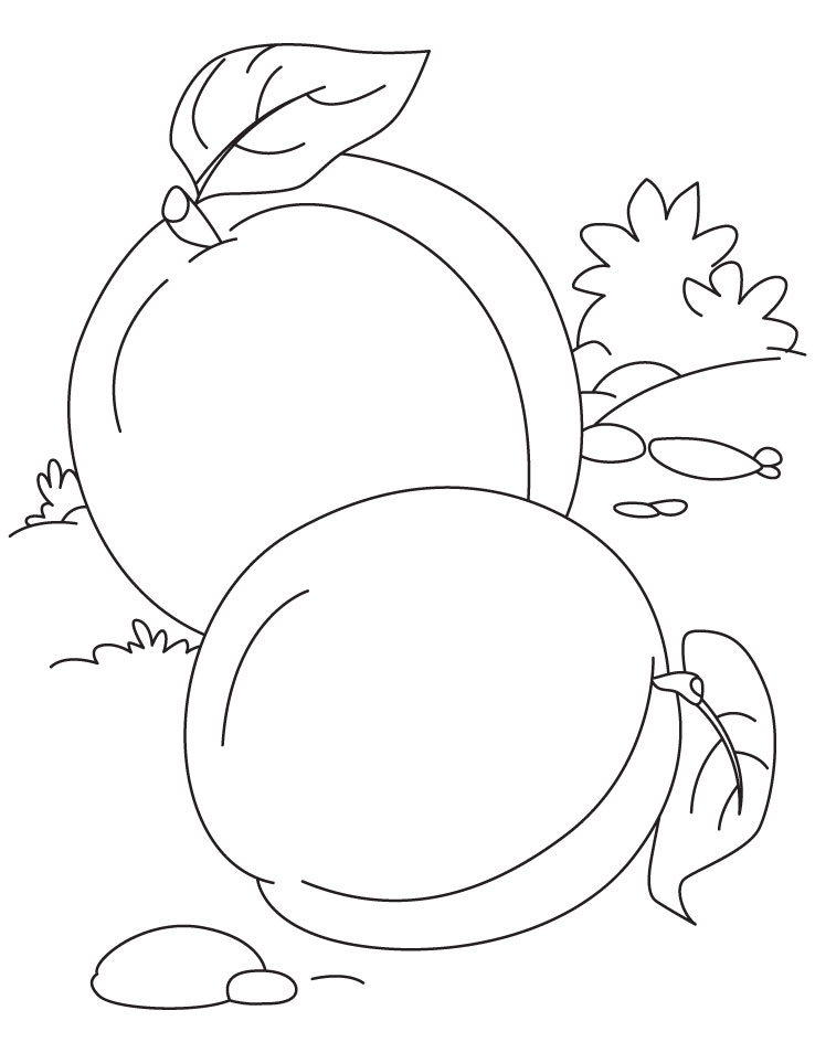 Two apricot coloring pages Two apricot coloring pages