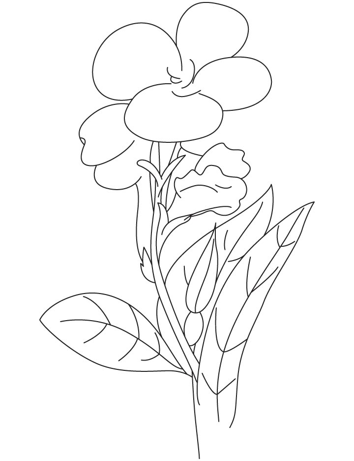 Canna lilly coloring page
