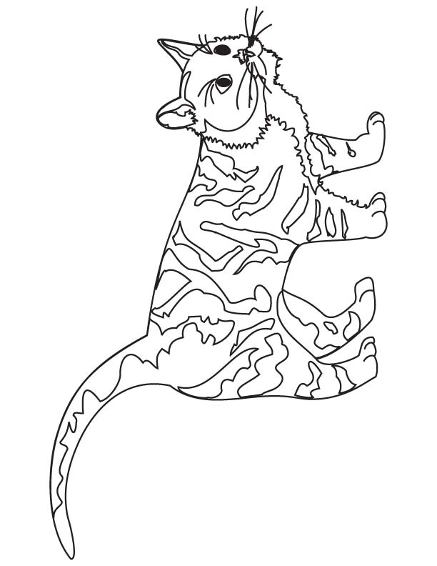 Dangerous cat coloring page Dangerous cat coloring page