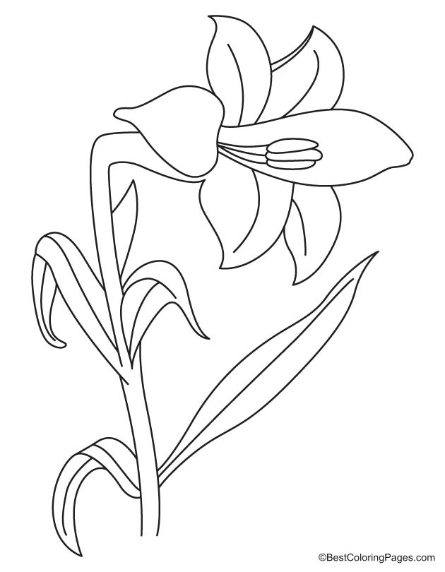 Lily flower coloring page Lily flower coloring page
