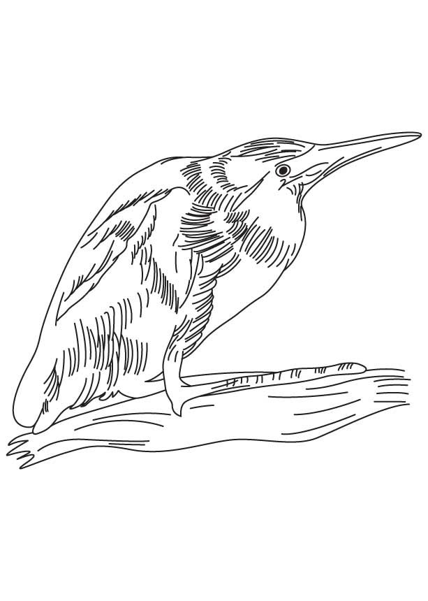Little bittern coloring page Little bittern coloring page