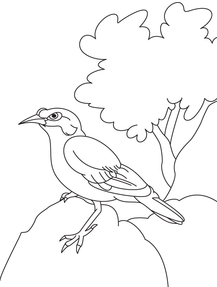Common Indian myna sitting on the rock coloring page Common Indian myna sitting on the rock coloring page